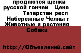 продаются щенки русской гончей › Цена ­ 10 000 - Татарстан респ., Набережные Челны г. Животные и растения » Собаки   